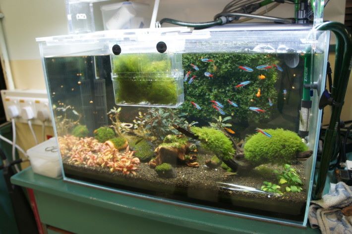 為了吸引學生學習，目前課室內增添多款魚缸，用作學習生態。