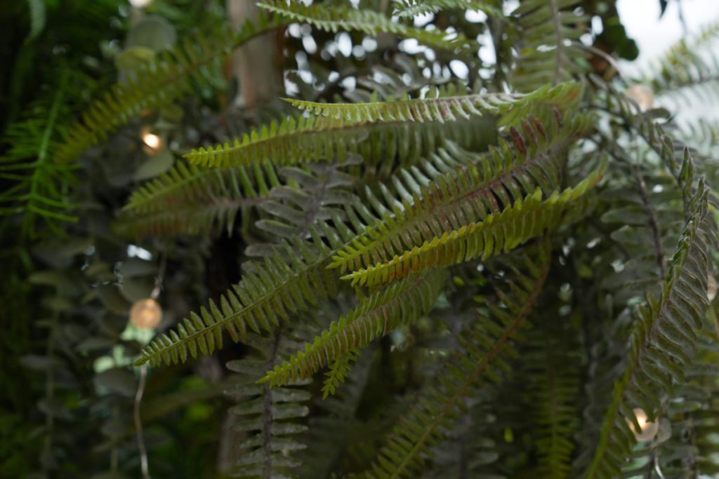 畫面中央非常清晰，連樹葉上的刺毛都顯而可見，甚至可以數到毛條的數量。