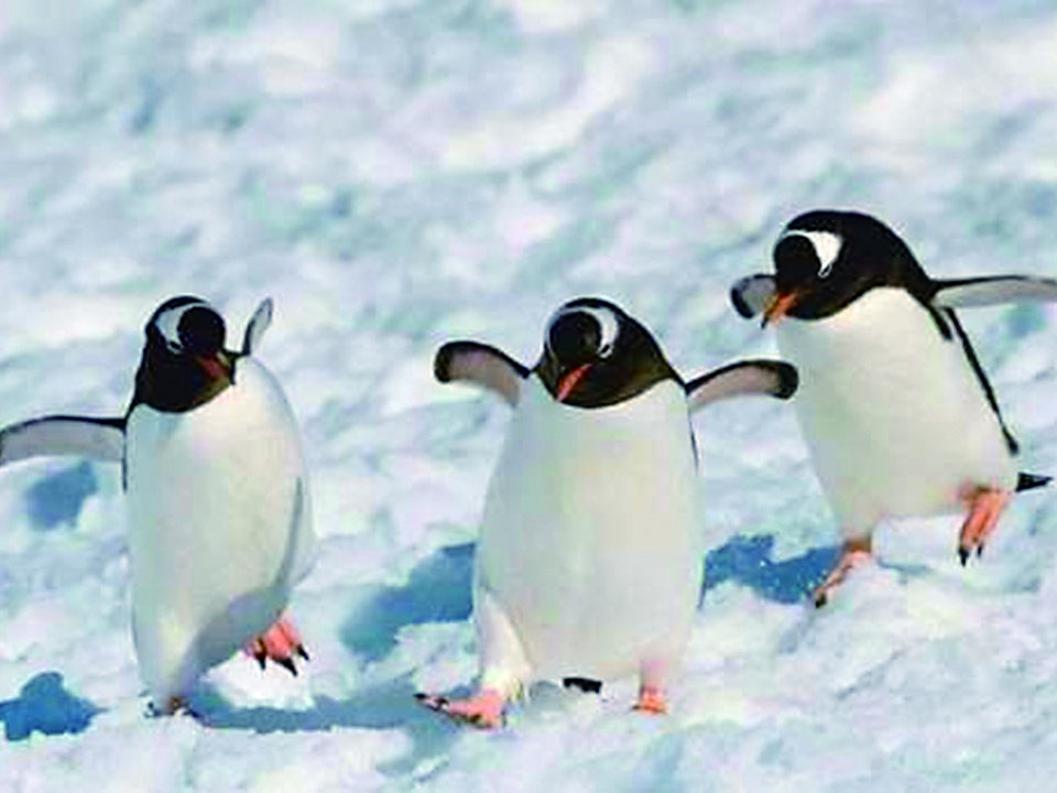 企鵝雖然擁有翅膀，可是翅膀短而小，不能用作飛行，但是企鵝的翅膀仍然強而有力。