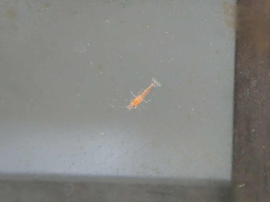 大約只有 3-4mm 大小的小蝦,都能清晰拍下。