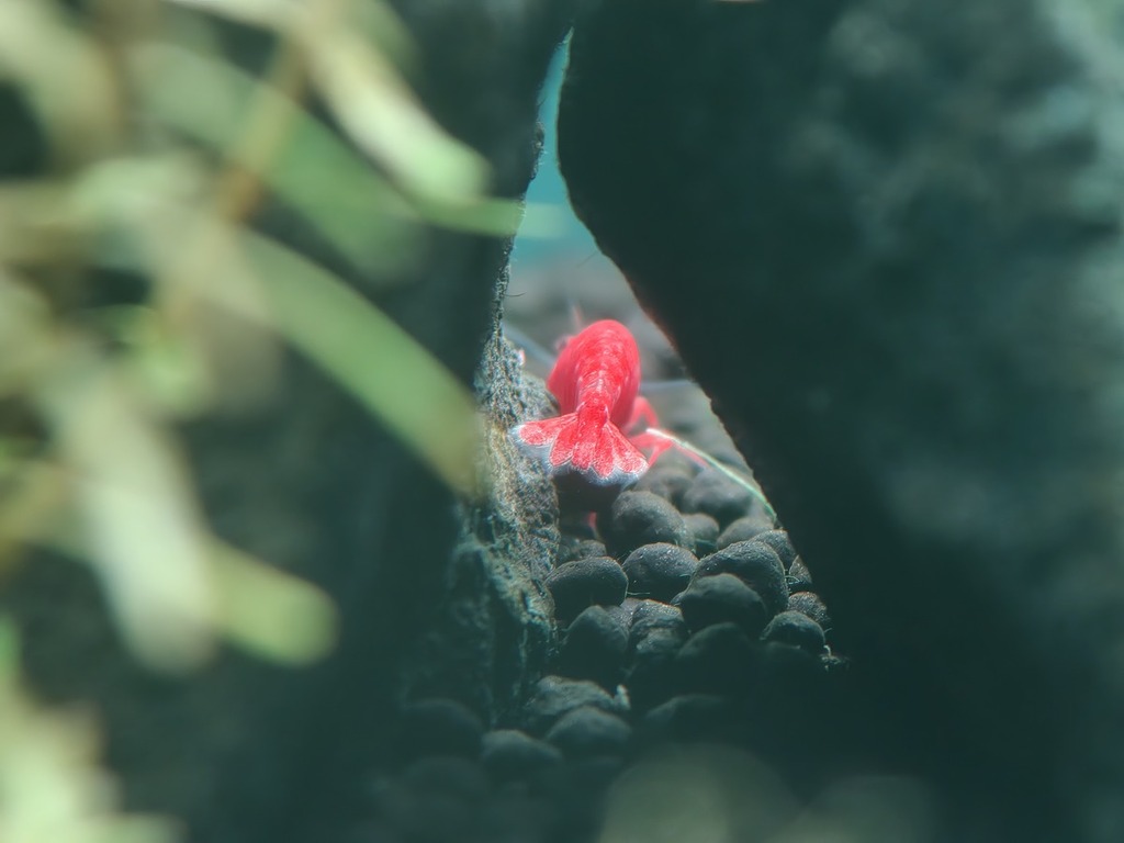 手機讓用家在近距離下捕捉到的內容會更加獨特。